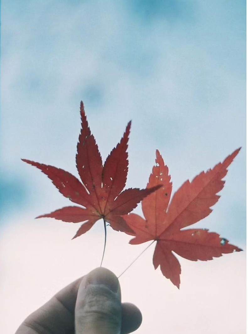 フィルムカメラで昭和記念公園の紅葉を撮りに行こう📸