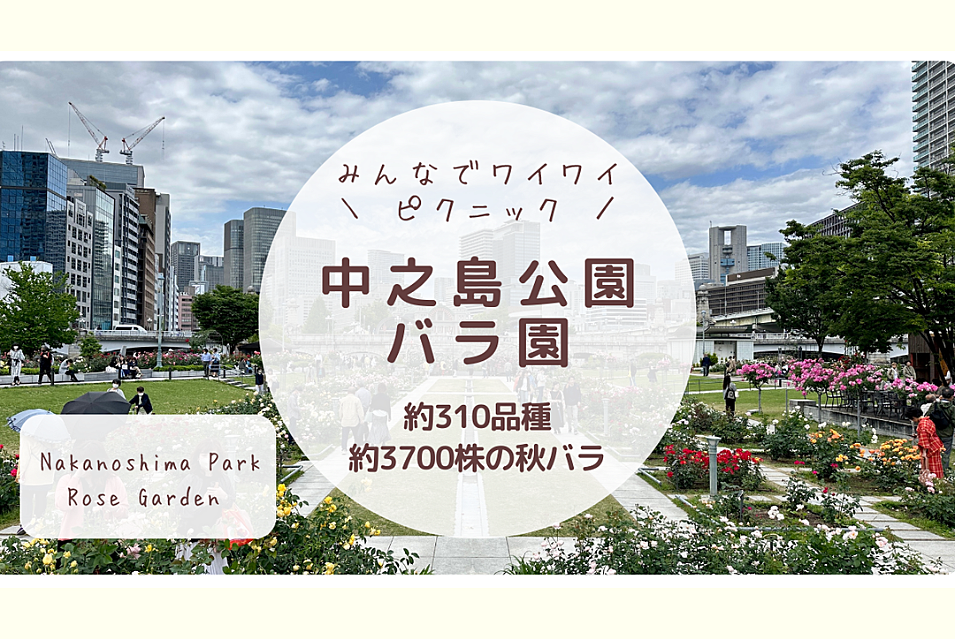 【中之島公園 バラ園 × 国際交流🌏】 約310品種・約3700株の秋バラ🌹 & ナイトピクニック✨