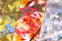 【女性主催】埼玉の紅葉スポット&イルミネーション巡り！高崎線で秋色楽しむ満喫日帰り旅🍁✨