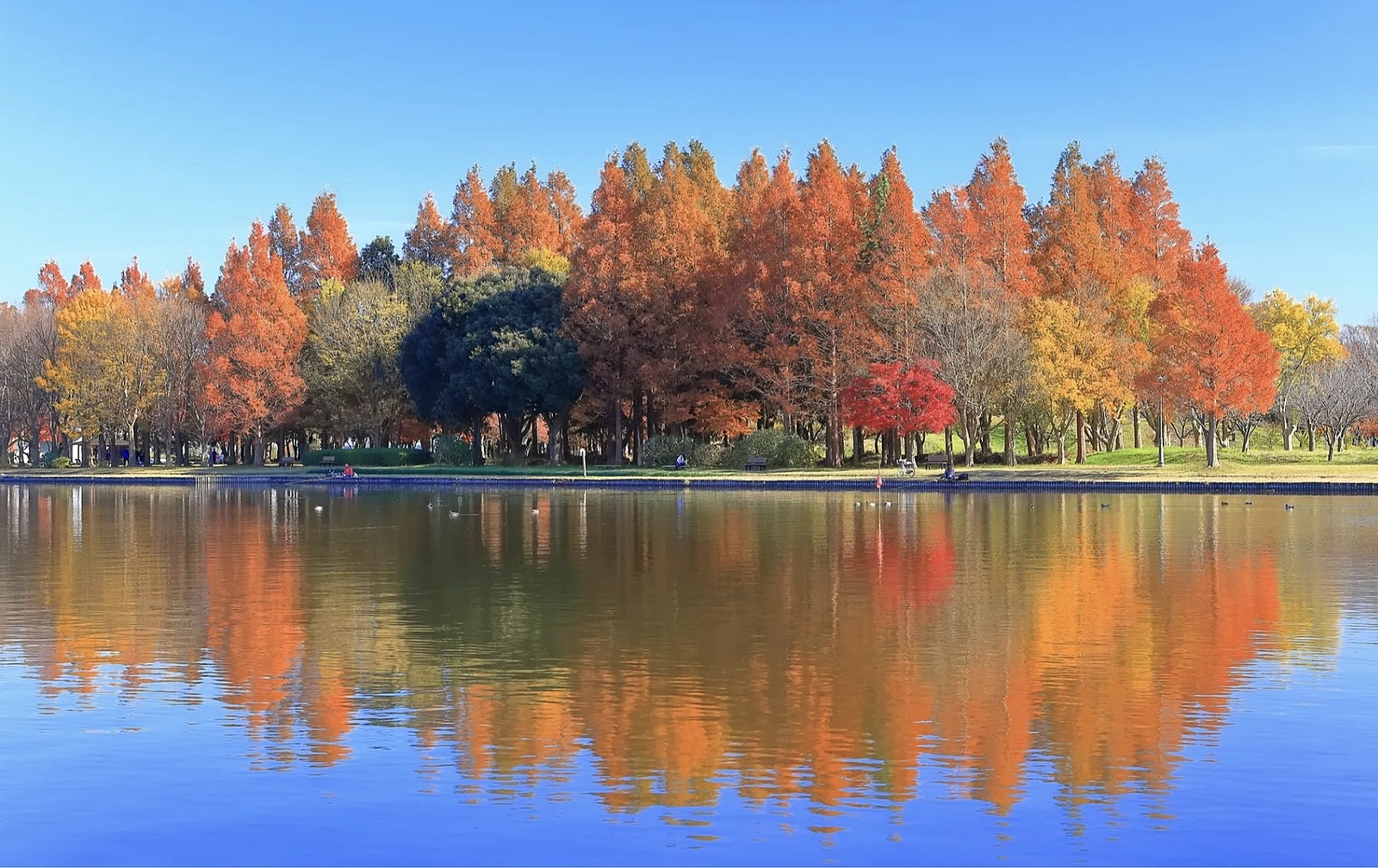 【女性主催】都内有数の水辺に映る紅葉を見に行こう🍁