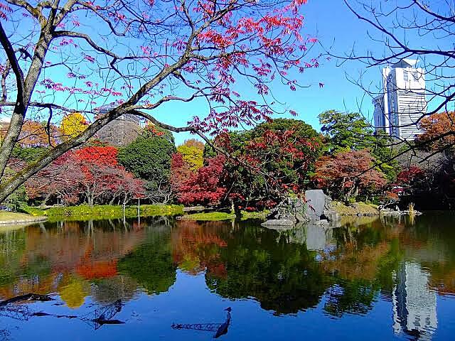 【早割中】小石川後楽園の絶景紅葉を見に行こう🍁🍁