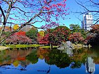 【早割中】小石川後楽園の絶景紅葉を見に行こう🍁🍁