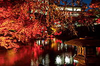 【早割中】八芳園のTOKYO RED GARDEN 2024に行こう🍁🍁