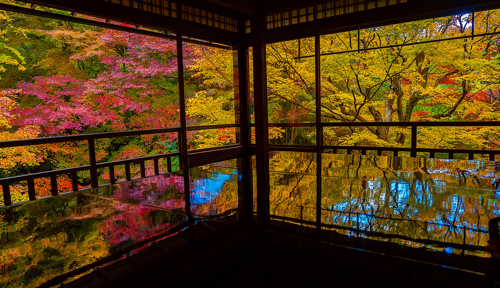 🈵京都 滋賀 観光＆紅葉🍁メタセコイア