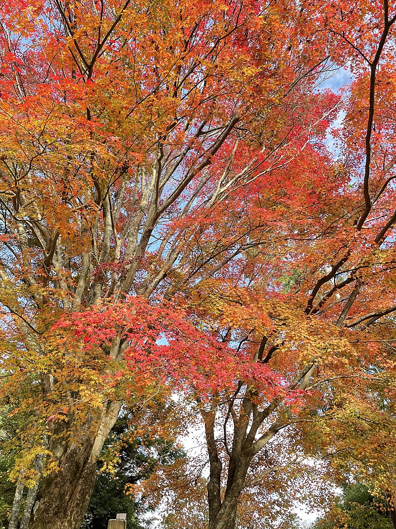 桜だけじゃない！吉野山へ紅葉を観に行こう🍁