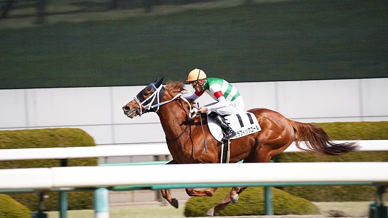 【初めて歓迎】競馬場に行ってみよう！