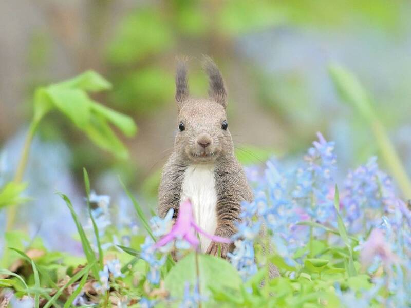 ミラーレスカメラで背景をぼかして、自然の草花を際立たせて撮りましょう🌱