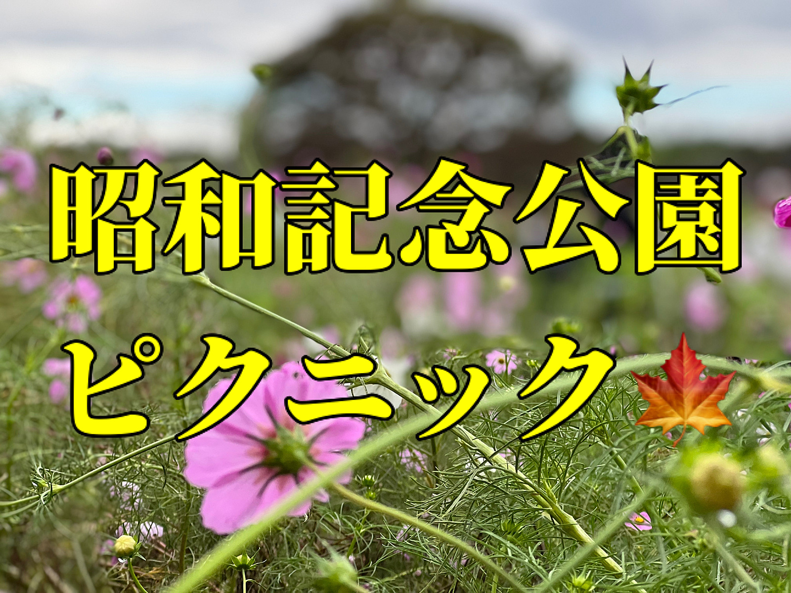 【女性共催】昭和記念公園で紅葉🍁ピクニック＆散策💐フリスビーで遊んで、コスモスを一緒に探しに行こう！