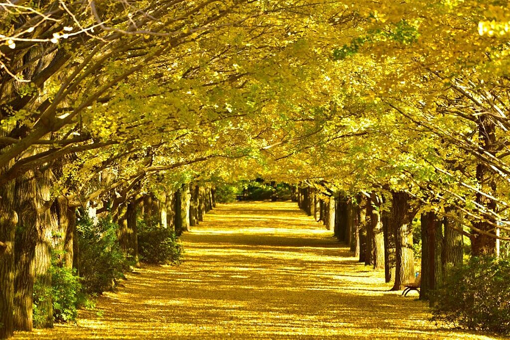 昭和記念公園で紅葉とコスモスを満喫！さらにピクニック＆フォトウォーク