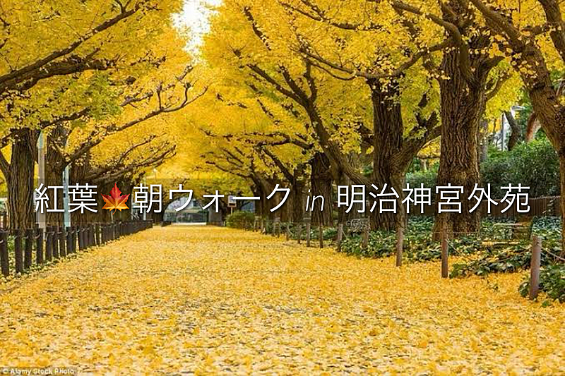 【女性主催】明治神宮外苑紅葉朝ウォーク🍁☀️🍁