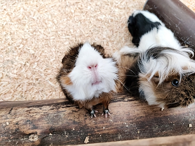 【吉祥寺お散歩】動物園に行きましょ🐿️