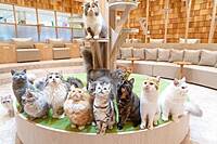 【早割中】猫カフェに行こう🎈🎈