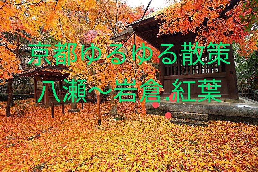 秋の京都散策　八瀬～岩倉 紅葉🍁ウォーキング