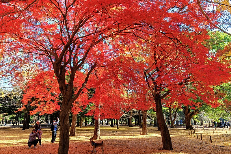 モルック×紅葉さんぽ🍁  秋のモルックを楽しもう🎃🍁🍄🌰