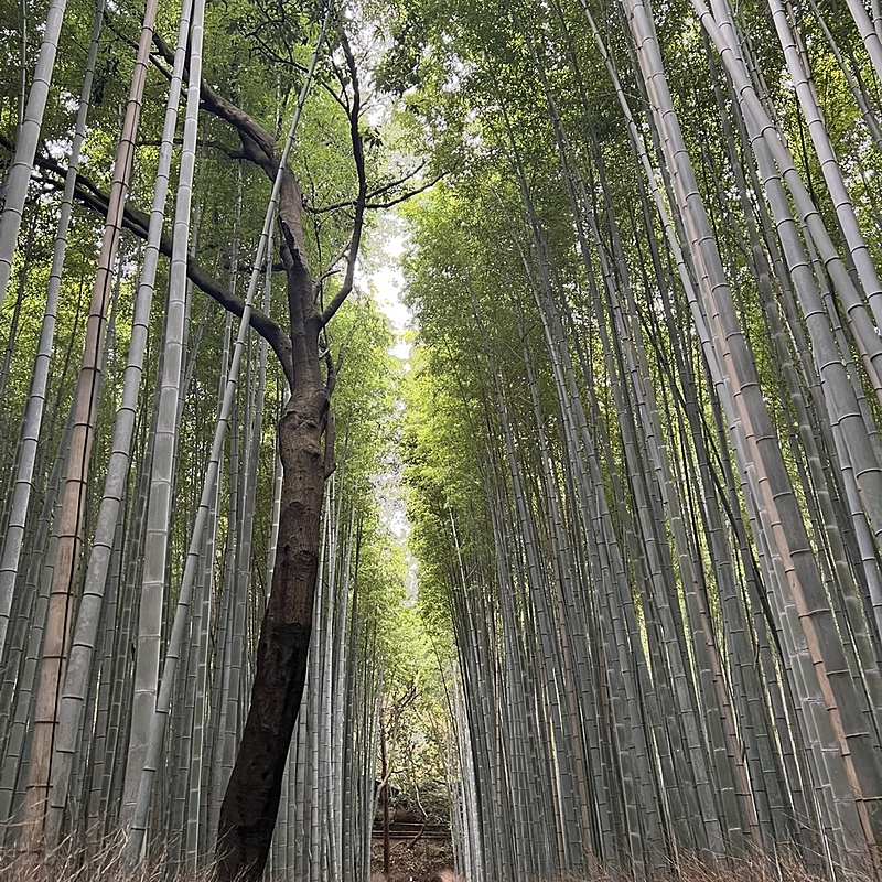 11/24(日)11:00～嵐山で食べ歩き＆紅葉見に行きませんか？   29歳以下の人で！