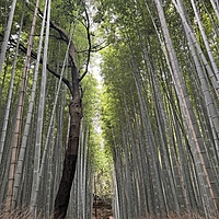 11/24(日)12:00～嵐山で食べ歩き＆紅葉見に行きませんか？   29歳以下の人で！