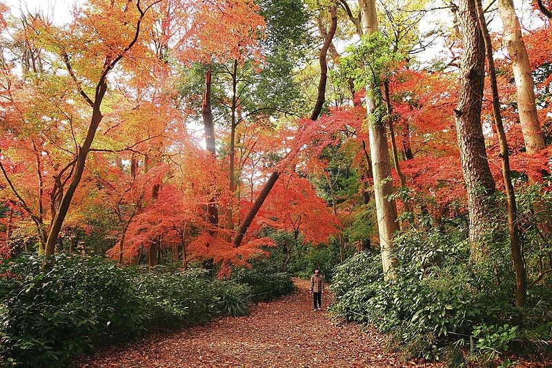 朝さんぽ🐶 紅葉が綺麗な穴場の自然教育園に行こう🌿🍂🍁