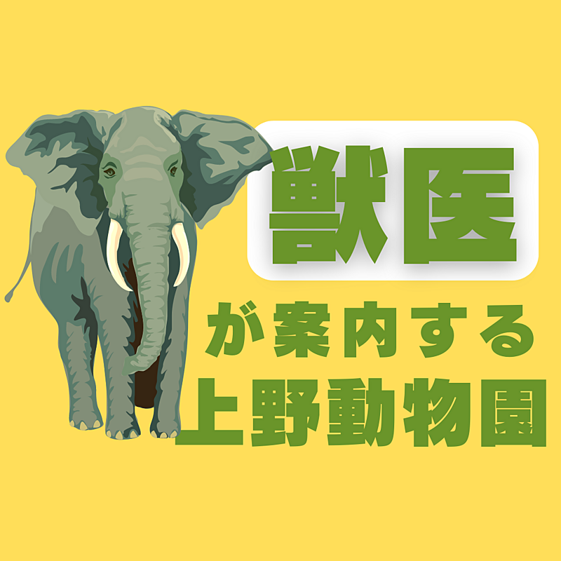 獣医が案内🦁秋の上野動物園🦩