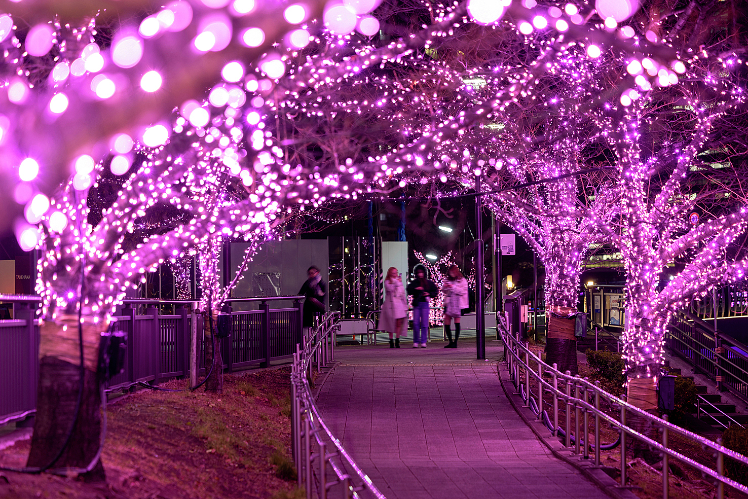 スタバを片手におさんぽ🐶 桜のイルミネーションを見に行こう🌸