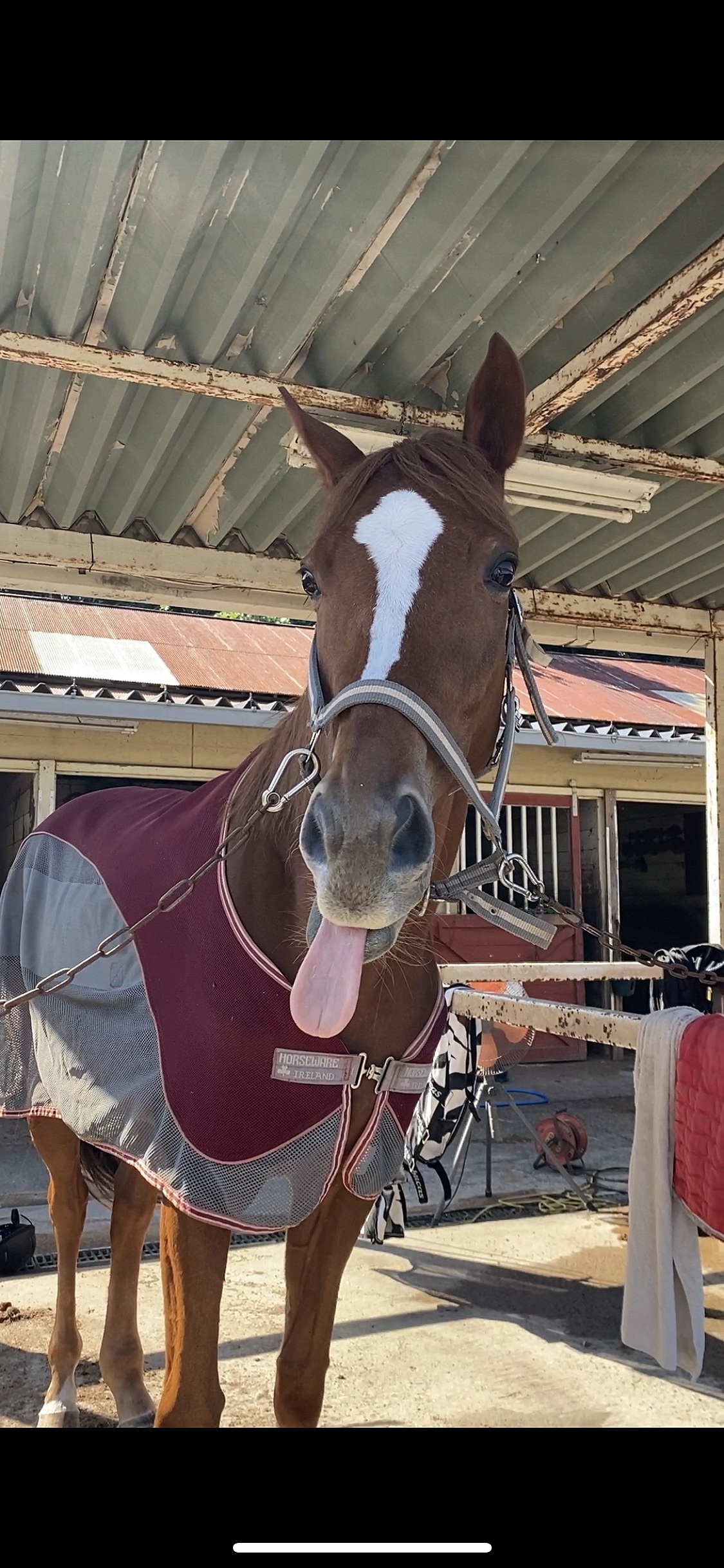 馬好きさんとTCCカフェ(表参道)でジャパンカップを観る会🐴💕