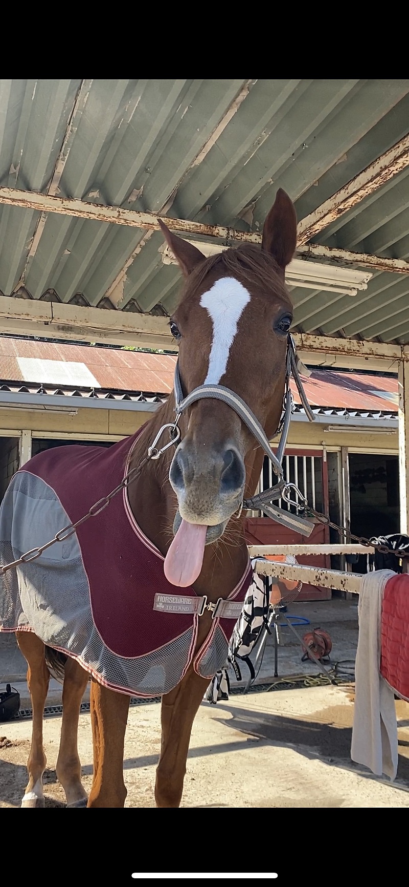 馬好きさんとTCCカフェ(表参道)でジャパンカップを観る会🐴💕