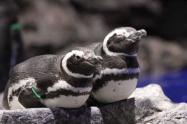 【平成生まれ限定】すみだ水族館に行こう🐧🐬🐠🐟