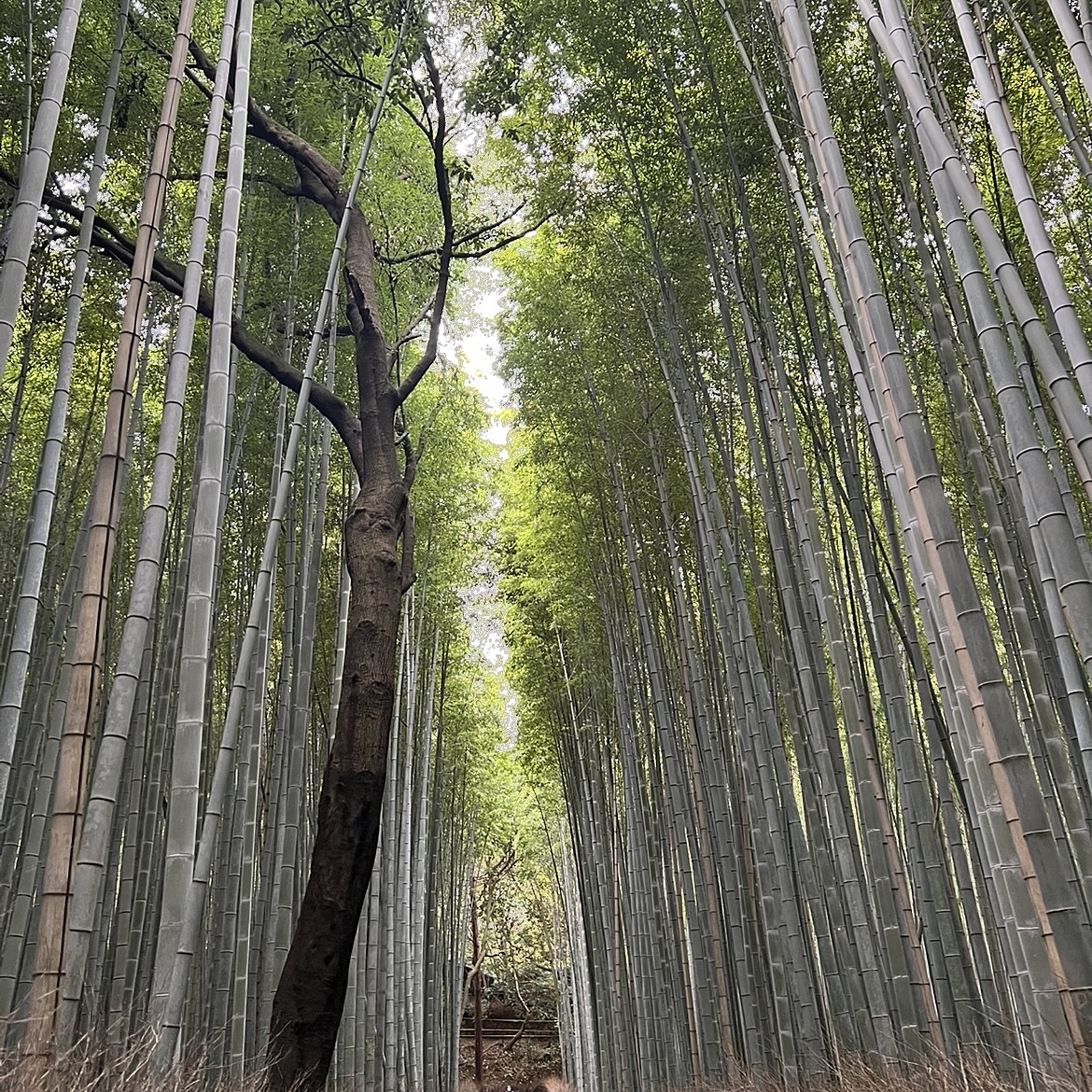 【予備日】11/29(金)12:00～嵐山で食べ歩き＆紅葉見に行きませんか？   29歳以下の人で！