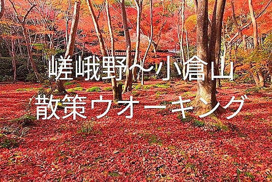 【紅葉の嵯峨野散策🍁】深まる秋の美しさを満喫する特別な一日