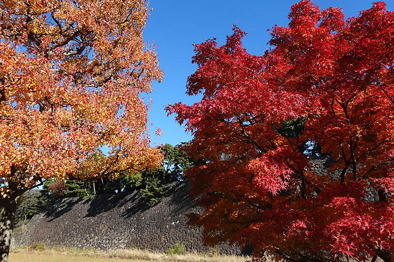 【最終日】【入場無料】普段は入れない皇居乾通り 秋の一般公開に行こう🌿🍂🍁