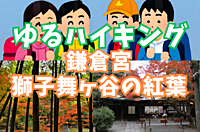 【ゆるハイキング】【初心者向け】11月30日（土）鎌倉宮！隠れた紅葉の名所「獅子舞ヶ谷」を歩く！ 
