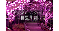 イルミネーションで埋め尽くされた桜で有名な目黒川をぐるりと歩きます✨