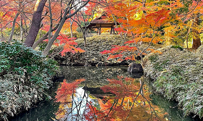 〈少人数〉【六義園】文学的造詣の深さを反映した日本庭園に行こう🍂🍁