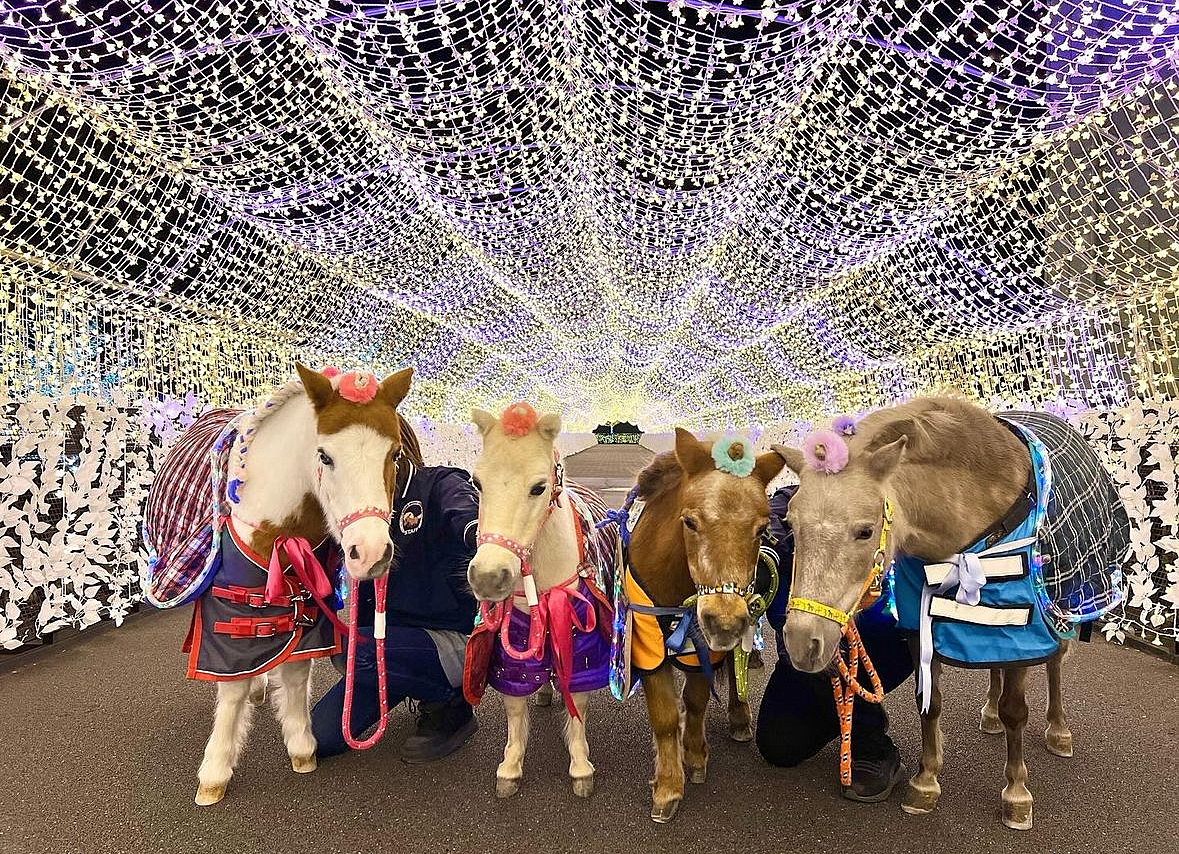 【関東最大級！！】お馬さん×イルミネーションを見に行こう✨🐴