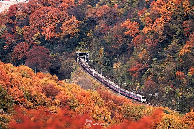 【早割中】紅葉を見に高尾山へ行こう🏵️🏵️