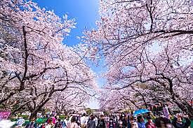 【春の桜祭り🌸】美しい桜の下で心温まるお花見体験をしよう！