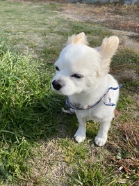 大人から始める初心者向けKPOP (aespa / Whiplash)