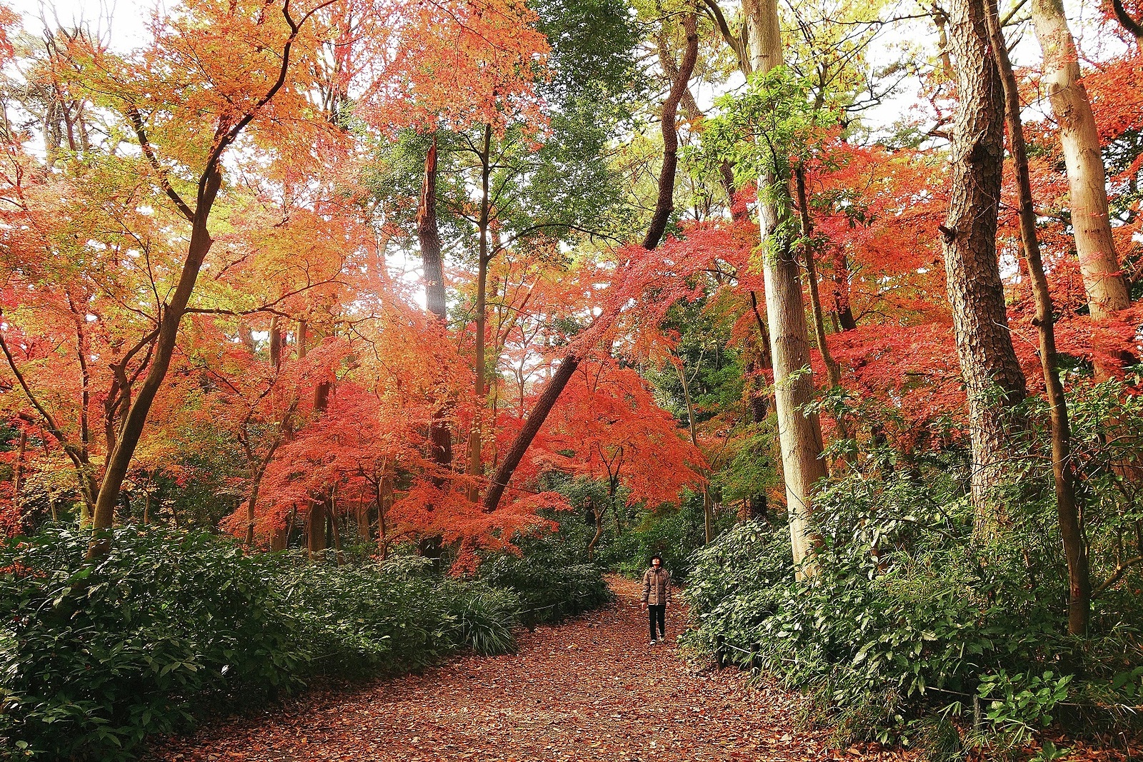 朝さんぽ🐶 紅葉が綺麗な穴場の自然教育園に行こう🌿🍂🍁