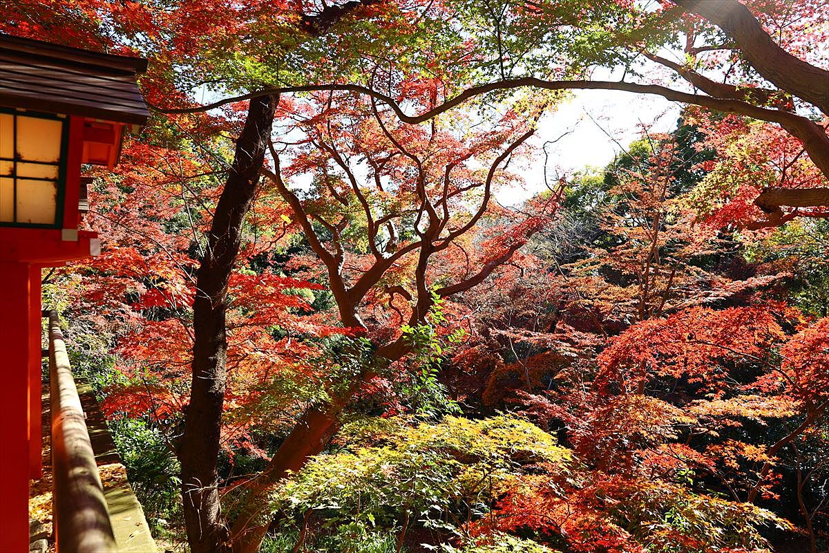 都内とは思えないほど自然があふれる「等々力渓谷」の紅葉を見に行こう🍁