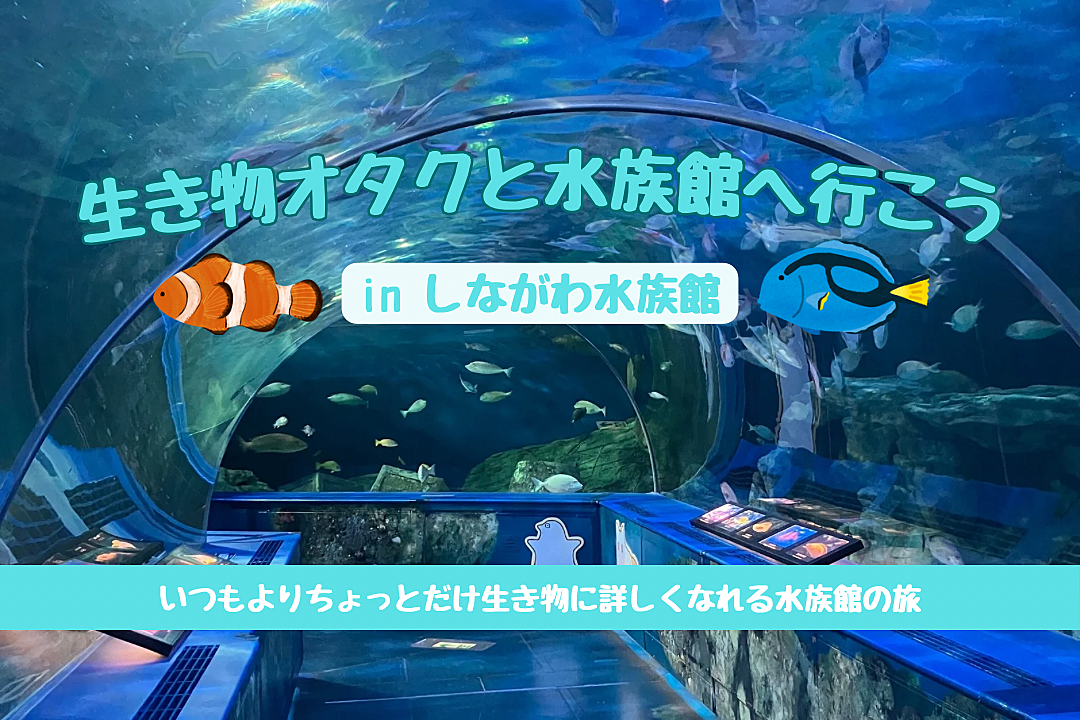 【水族館好き必見】生き物オタクと巡る水族館🐟 いつもとは違う海の世界✨