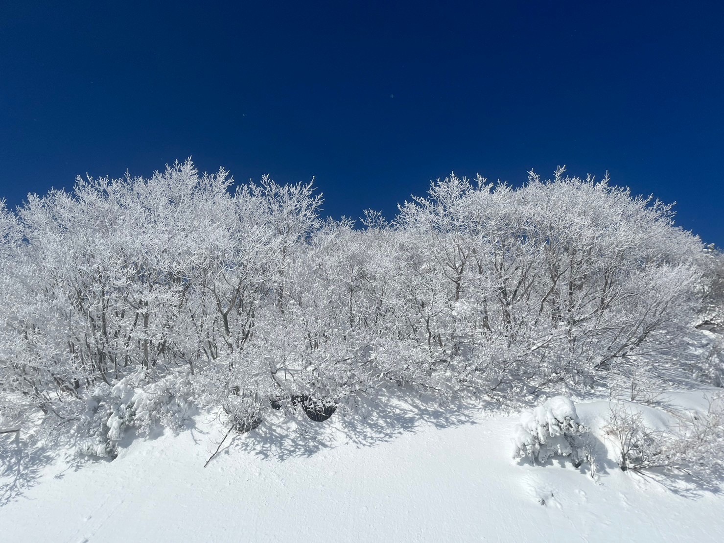 締切間近‼️【残り1枠】1/25-26 大人気スノボツアー🏂☃️