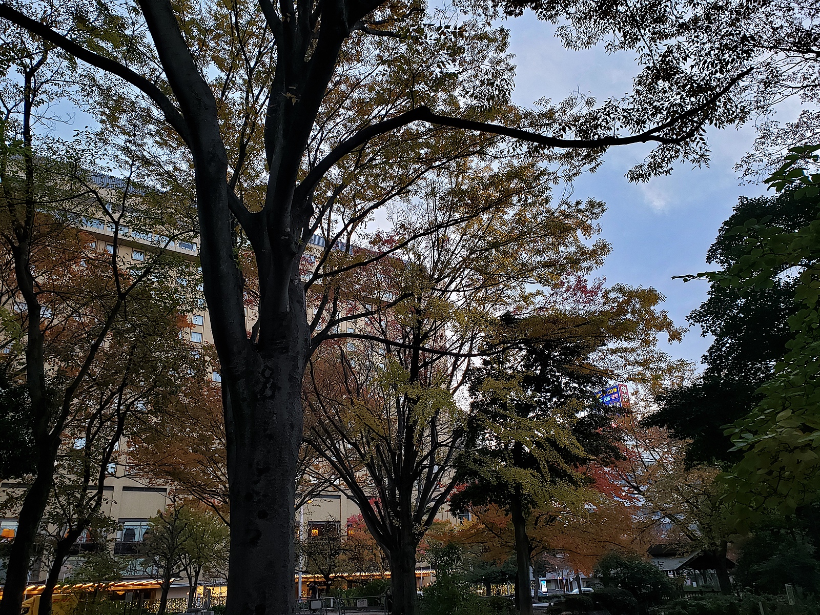 【朝の公園散歩×モーニング】心地よい朝を楽しむ特別イベント🌞🥐