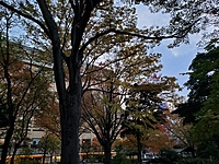 【朝の公園散歩×モーニング】心地よい朝を楽しむ特別イベント🌞🥐