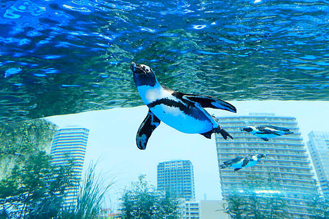 【平成生まれ限定】イルミネーション×水族館🐟 に行こう