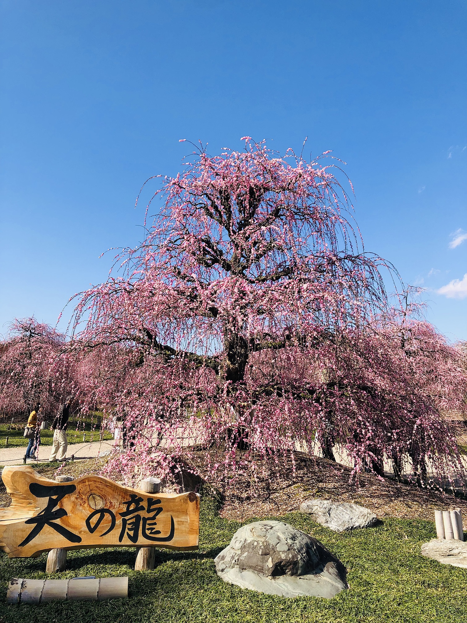 【梅の花見🌸】春の香りに包まれる特別なひととき