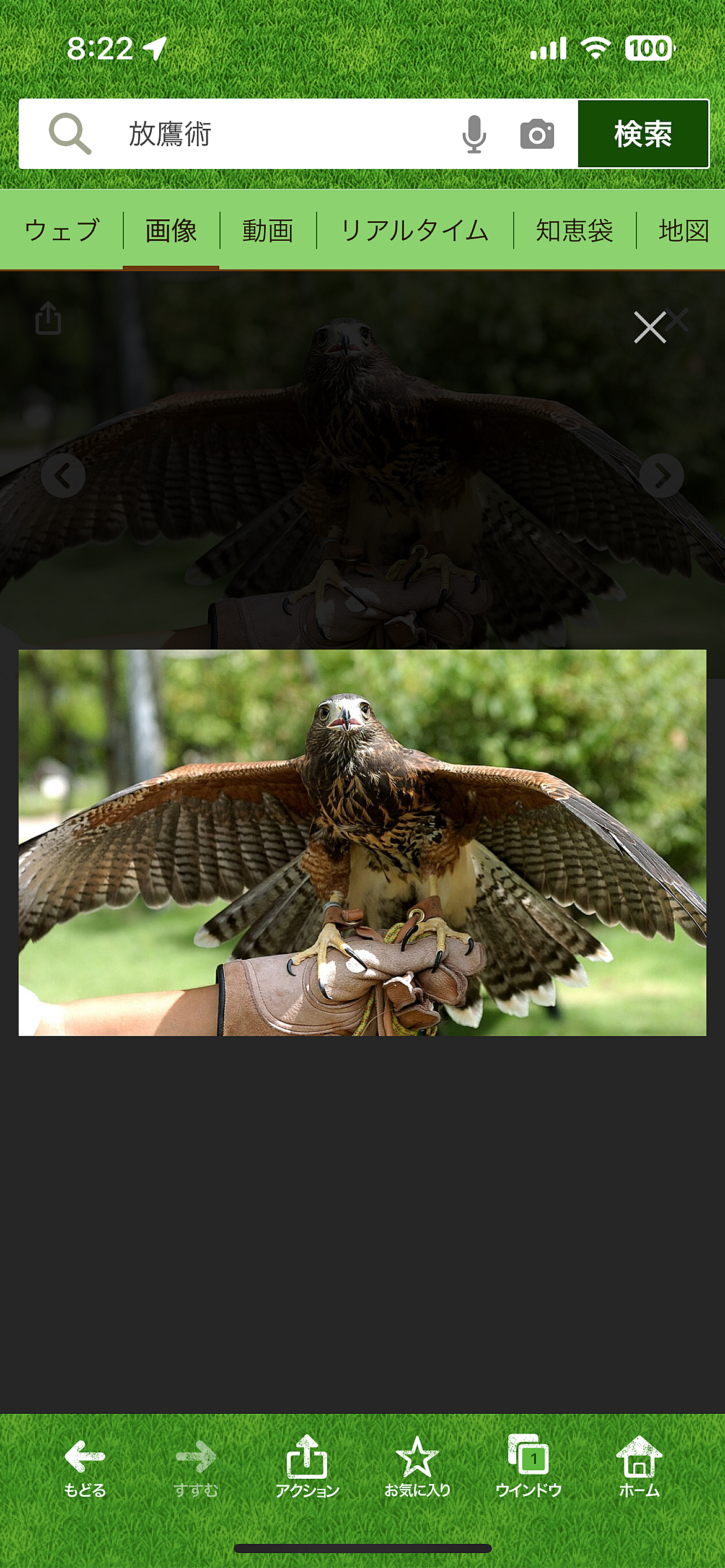 【正月の鷹の放鷹術🦅浜離宮恩師庭園】カメラ📷で撮影散策