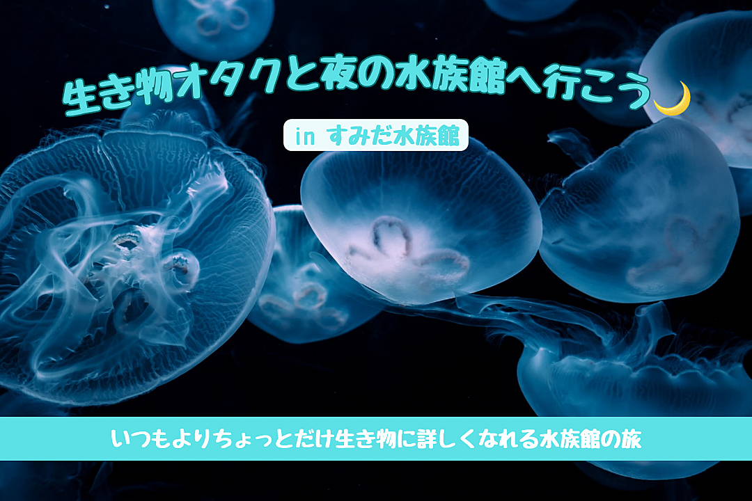 【水族館好き必見】生き物オタクと巡る夜のすみだ水族館🐟 いつもとは違う海の世界✨