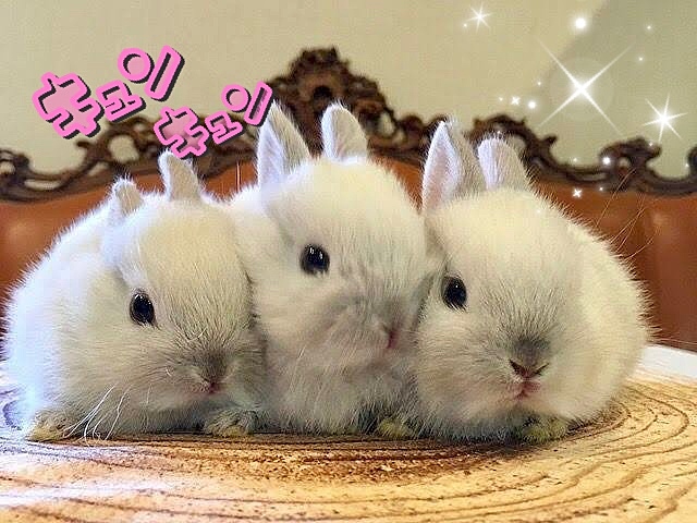 【30代40代】池袋✨うさぎさん🐰と遊べる『うさぎカフェ』でもふもふしよう😊写真 動画撮影OKです