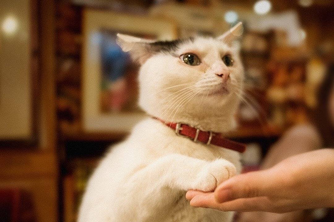 【早割中】猫のいる喫茶店に行こう🐽🐽🐽