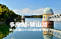 【多摩湖・狭山湖】桜の季節に狭山公園とトトロの森を巡ります♪