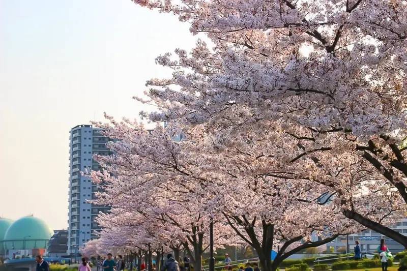 【早割中】300本の桜が見れちゃうかも！？ソメイヨシノを見に行こう🦊🦊🦊